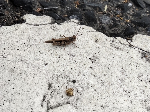 Carinate Locust