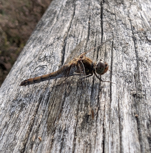 Vagrant Darter