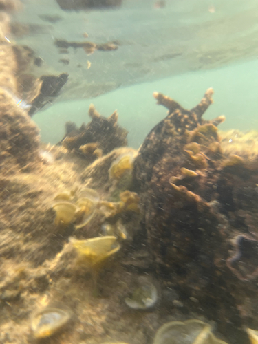 White-speckled Seahare