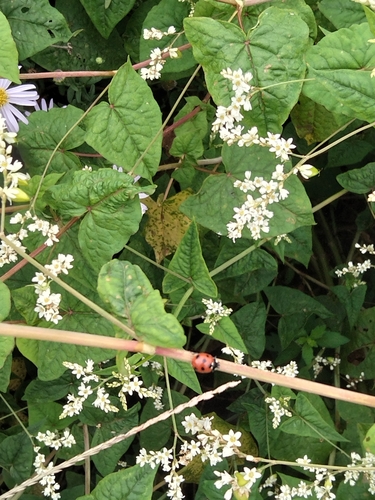 Seven-spotted Lady Beetle