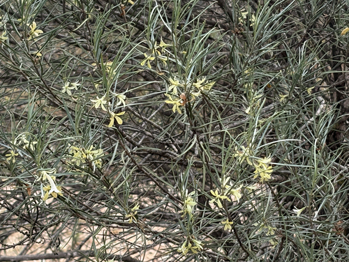 Eremophila oppositifolia observed 2026-09-26