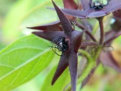 Matelea porphyrantha