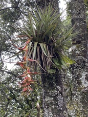 Tillandsia prodigiosa