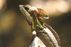 Basiliscus vittatus