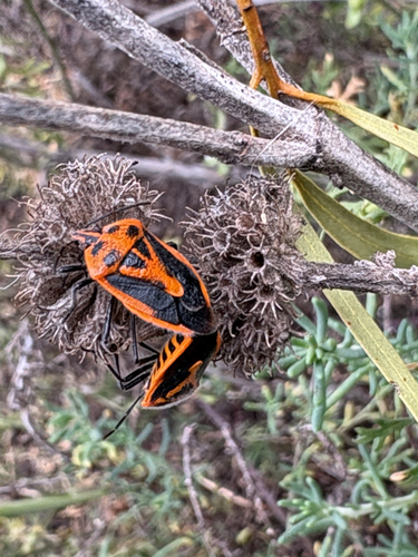 Horehound Bug