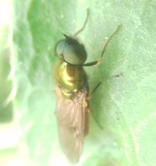 Chloromyia