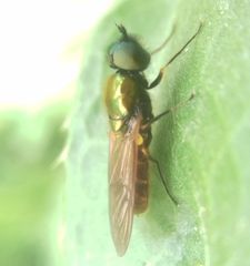 Chloromyia