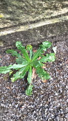 Cichorieae