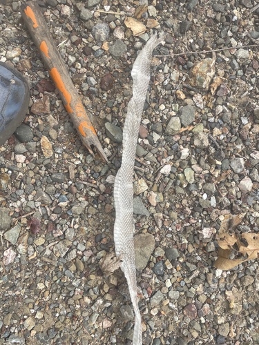 California King Snake