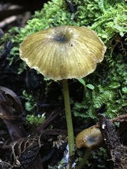 Entoloma rodwayi