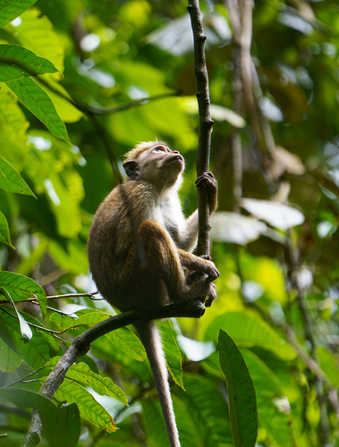 Toque Macaque