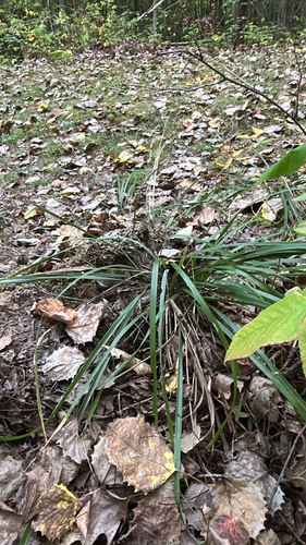 Oryzopsis asperifolia observed 2026-09-26