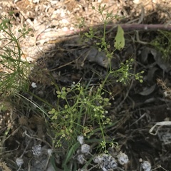 Cyclospermum