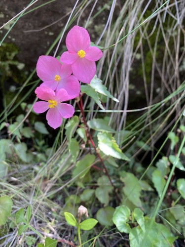 Begonia gracilis