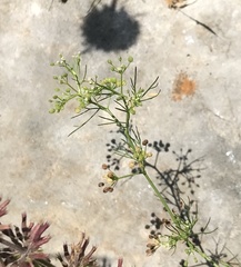 Cyclospermum