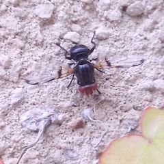 Ceroxys munda