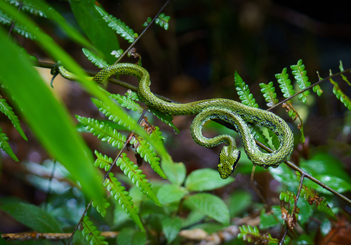 Sri Lankan Green Pit Viper