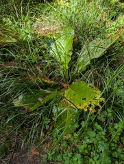 Lysichiton americanus