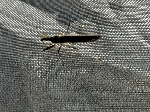 Pacific Damsel Bug