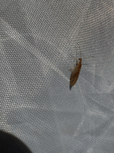 Tasmanian Brown Lacewing