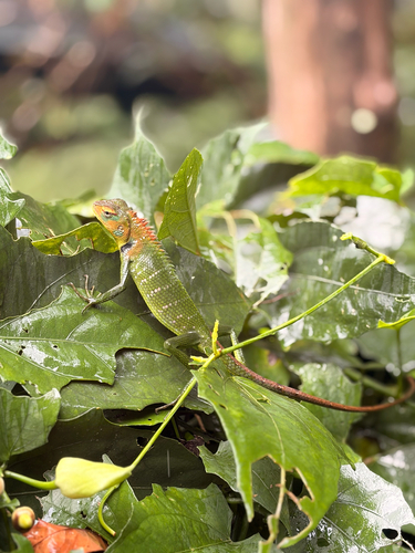 Common Green Forest Lizard