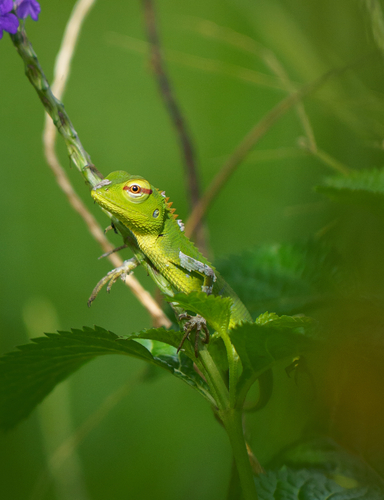 Common Green Forest Lizard
