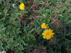 Potentilla concinna