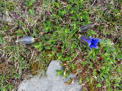 Gentiana clusii clusii