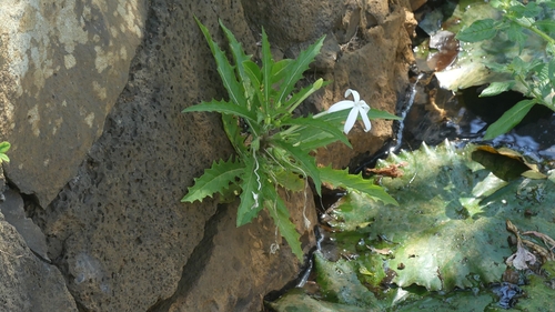 Star of Bethlehem
