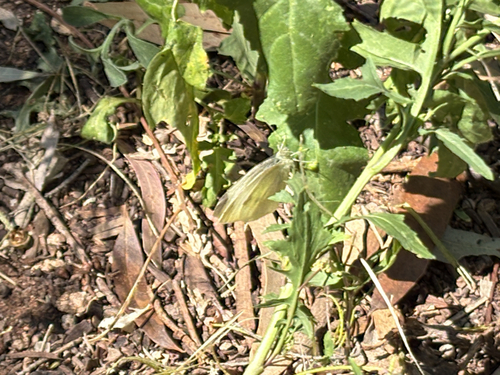Small White