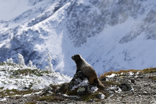 Cascade Hoary Marmot observed by jin_n_tori