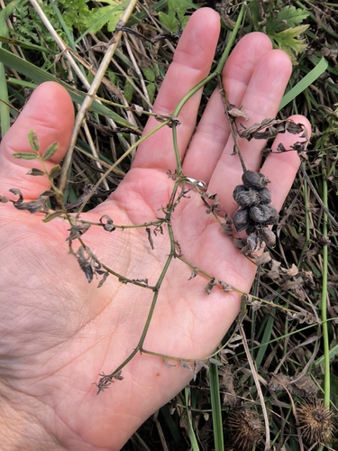 Astragalus cicer, photograph 1