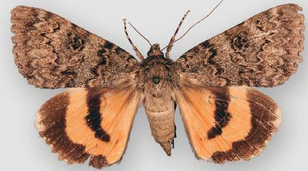 Luciana Underwing Moth photo 3