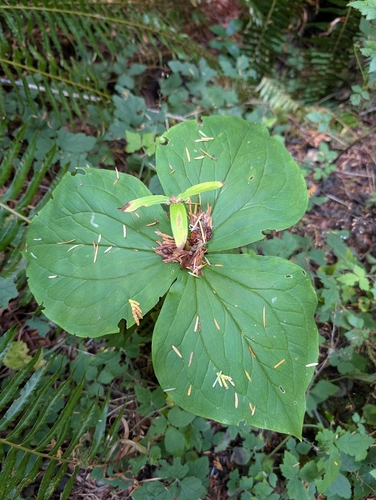 Trillium ovatum, photograph 1