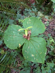 Trillium ovatum