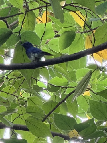 Blue-and-white Flycatcher