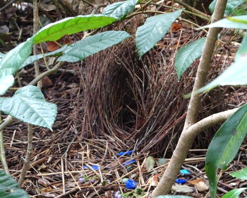 Satin Bowerbird