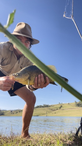 Golden Perch