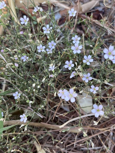 Tunicflower