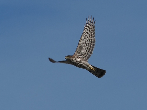Eurasian Sparrowhawk