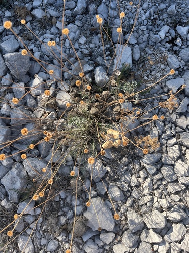 Dalmatian Pyrethrum