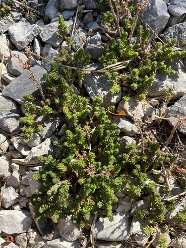 Tasteless Stonecrop
