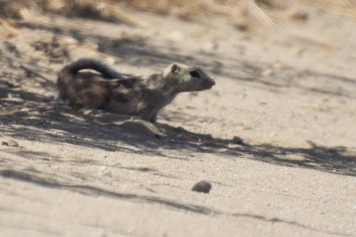 Nelson's Antelope Squirrel observed by gglife