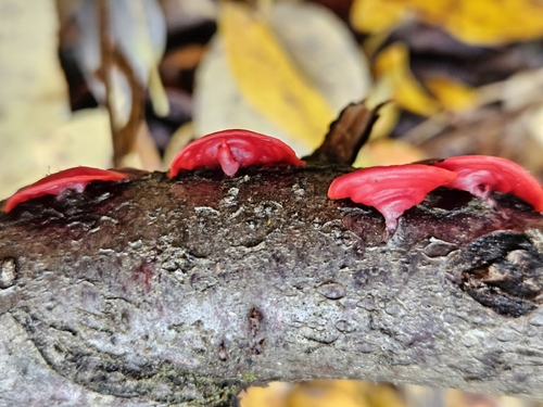 scarlet splash