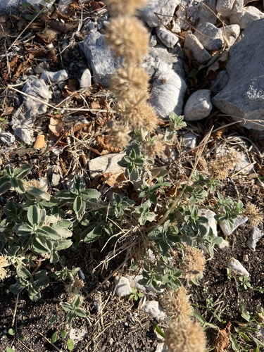 Silver Horehound