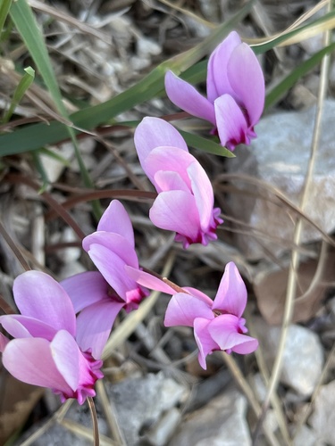 Ivy-leaved cyclamen