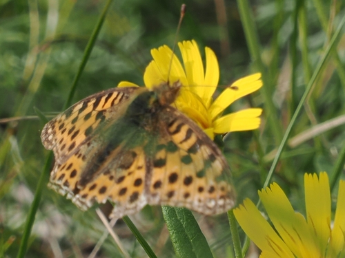 Queen of Spain Fritillary