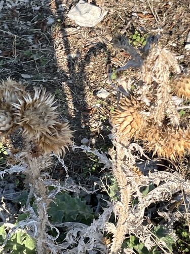 Illyrian thistle