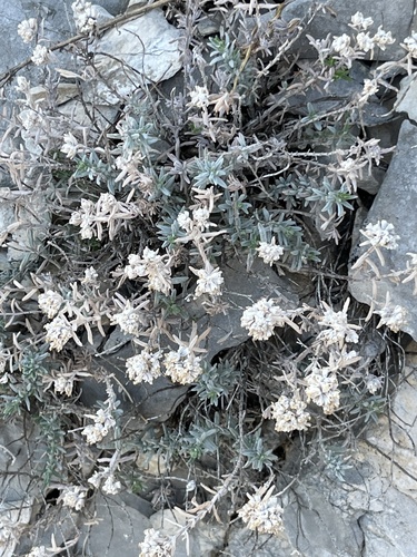 Felty Germander