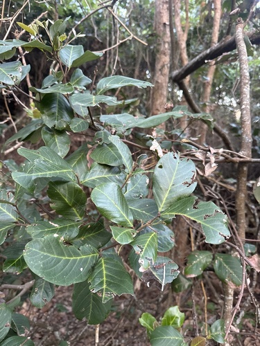 Alectryon coriaceus, 2026-09-25